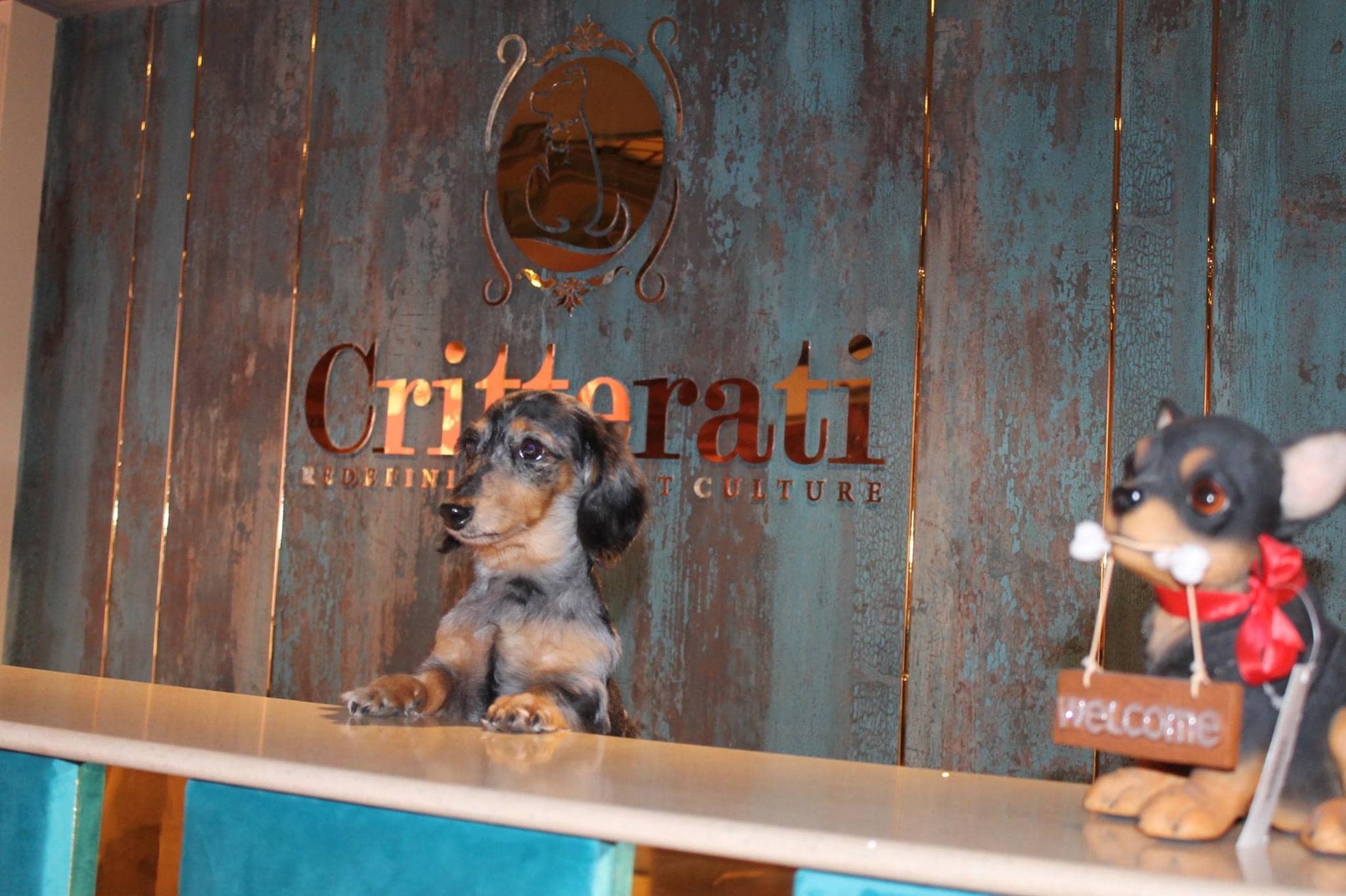 Luxury Pet Hotel Dog Day Care India Critterati Photos Apartment Therapy