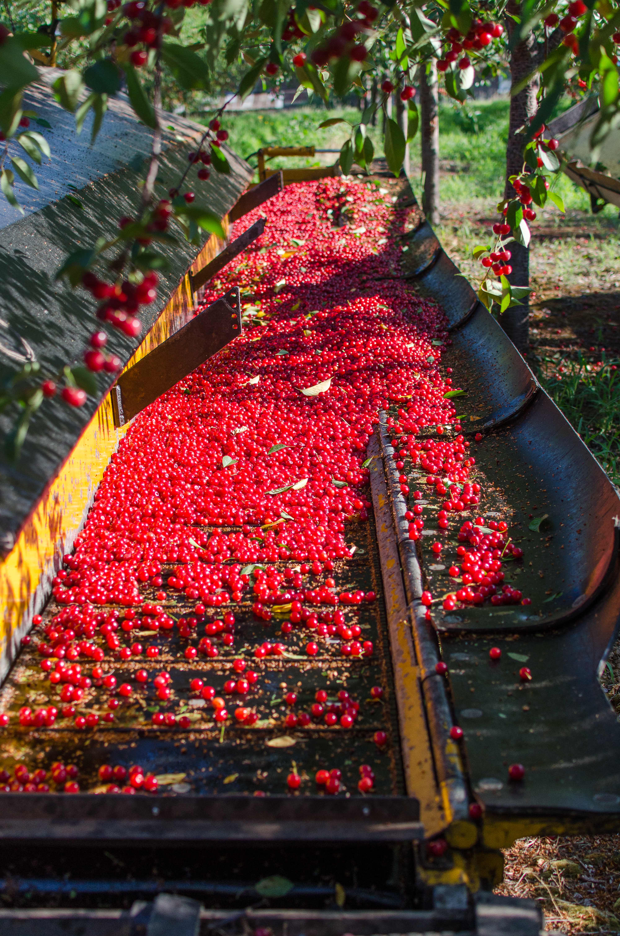 How Tart Cherries Are Grown in Michigan: And Why You Should Look for ...