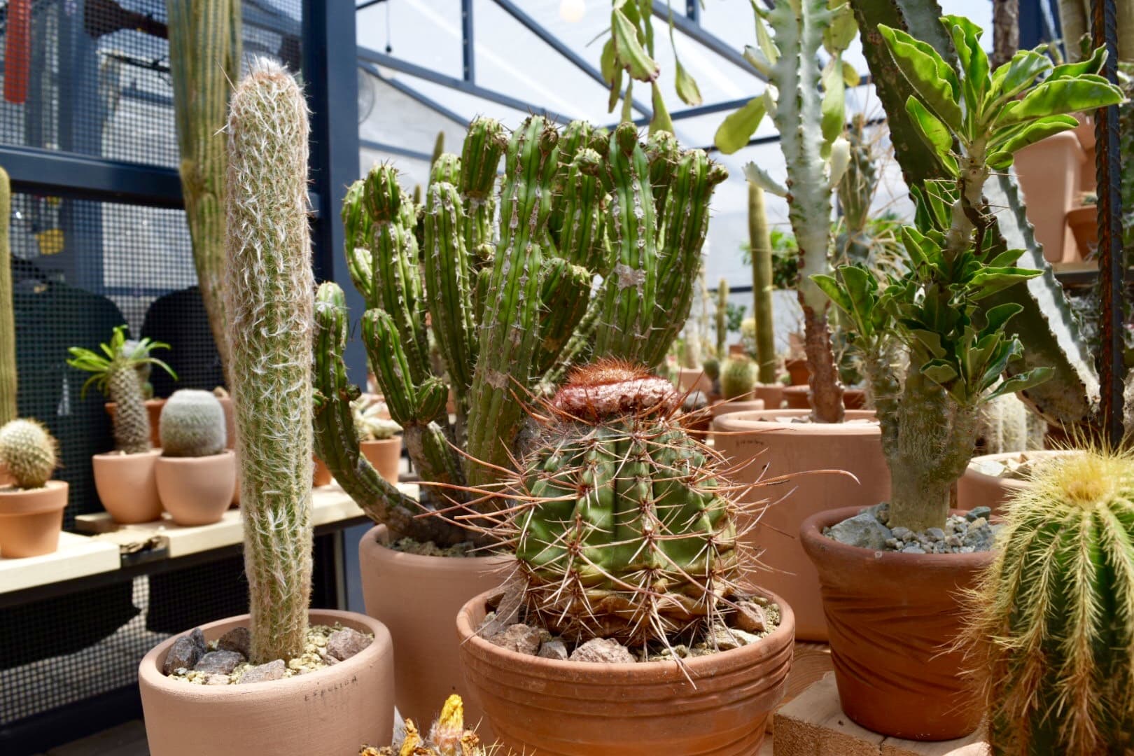 LA’s Famed Cactus Store Brings The Desert To New York This Summer
