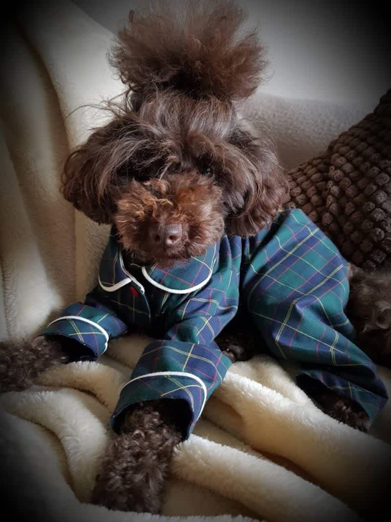 You Can Buy Matching Robes For You And Your Dog Apartment Therapy