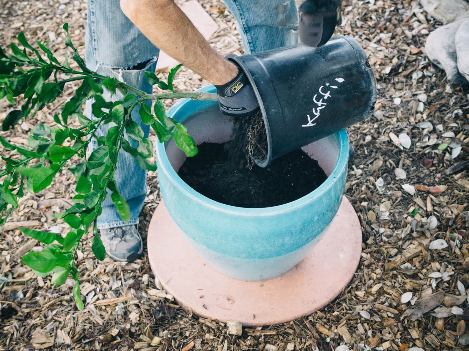 How to Grow a Citrus Tree in a Container Apartment Therapy