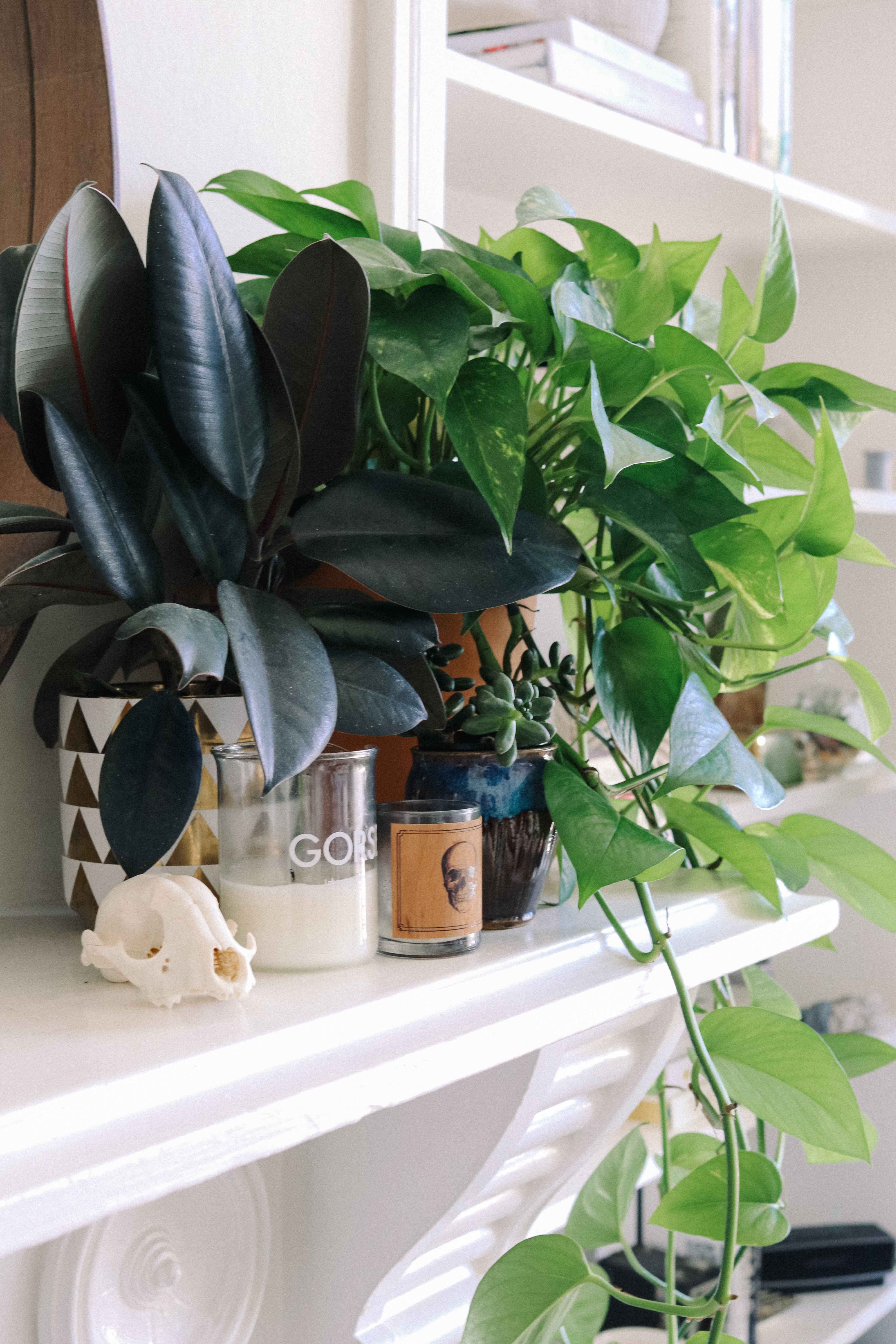 Plant Filled Simple Chic Studio Apartment Decor Photos | Apartment Therapy
