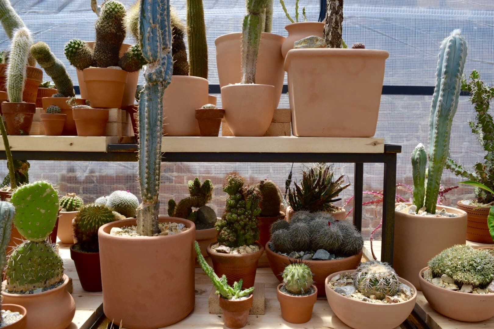 LA’s Famed Cactus Store Brings The Desert To New York This Summer