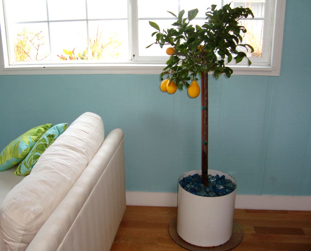 How To Plant and Keep an Indoor Lemon Tree Apartment Therapy