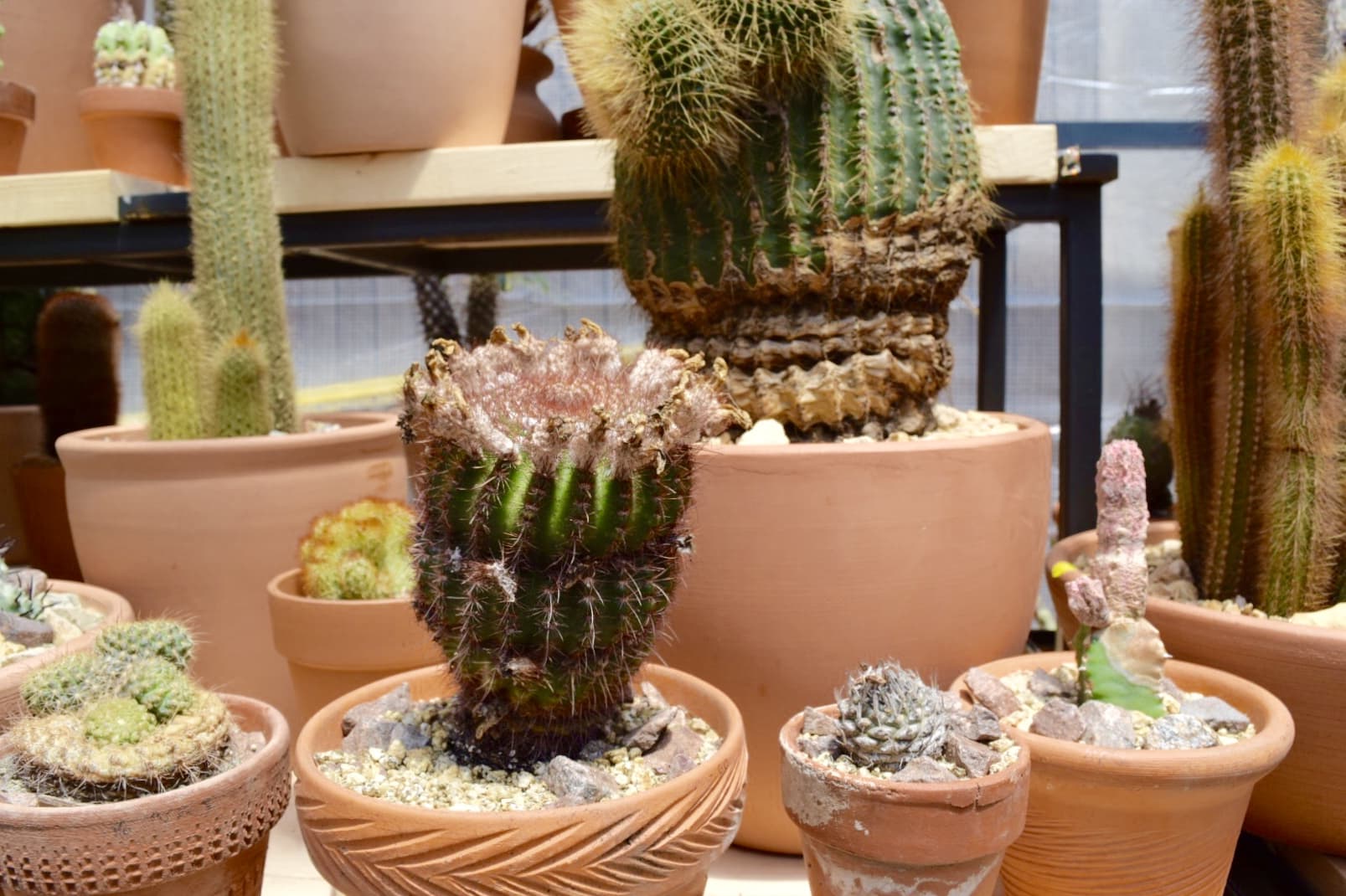 LA’s Famed Cactus Store Brings The Desert To New York This Summer