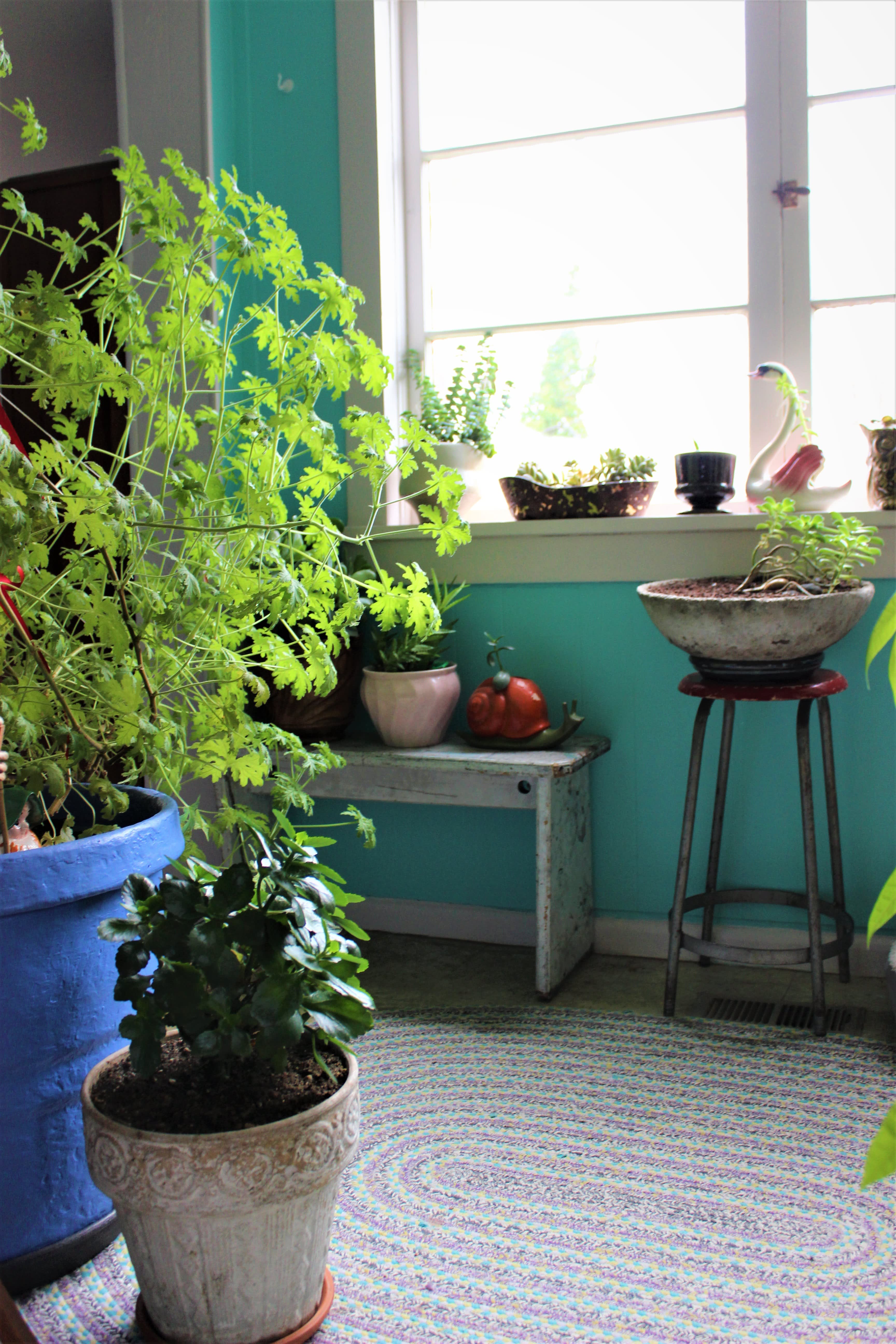 House Tour A PlantFilled Seattle Rental Home Apartment Therapy