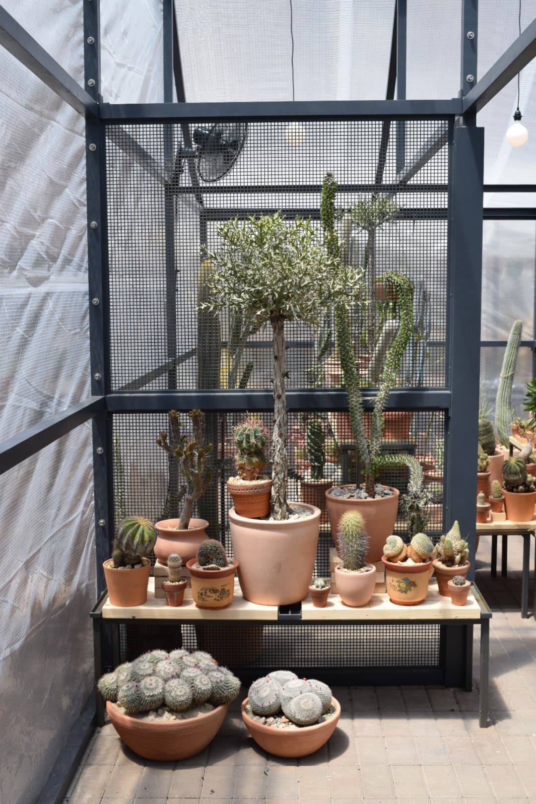 LA’s Famed Cactus Store Brings The Desert To New York This Summer