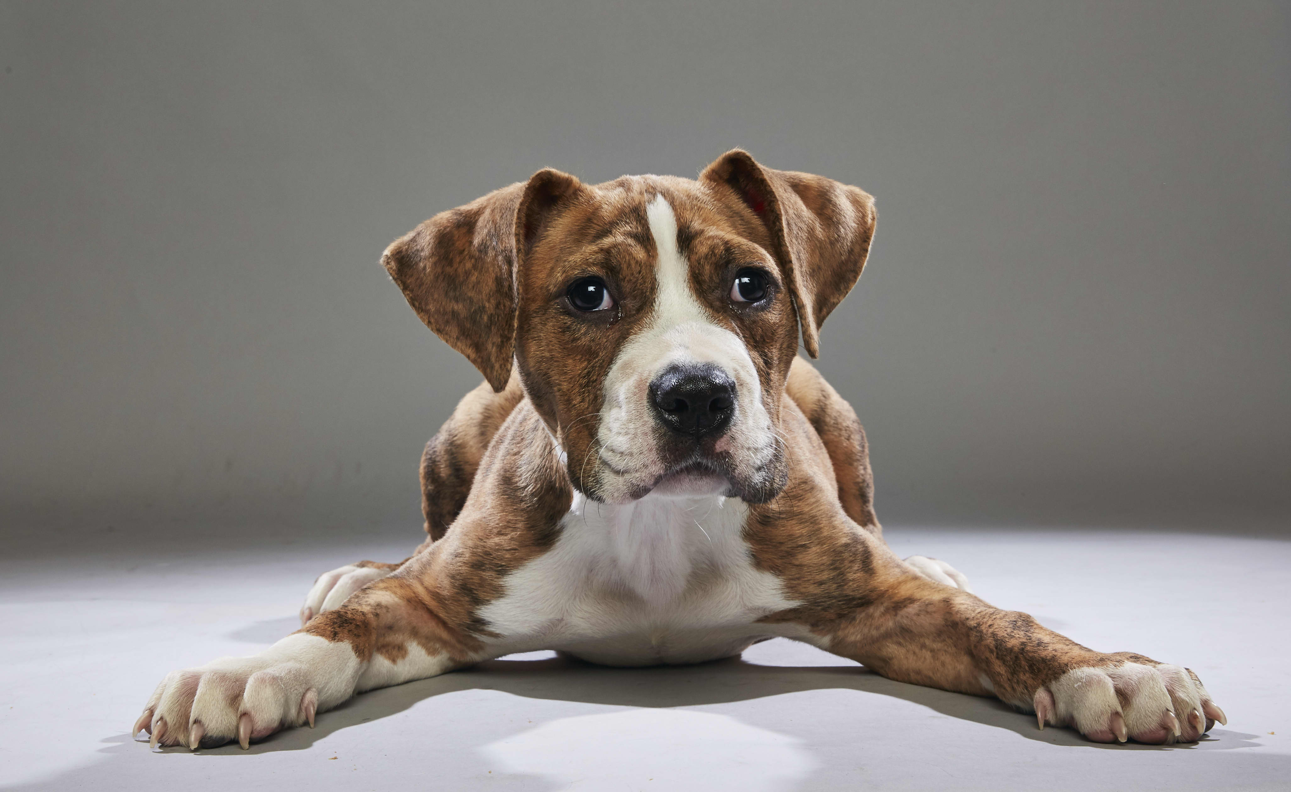 Puppy Bowl 2018 Animal Puppy Photos Apartment