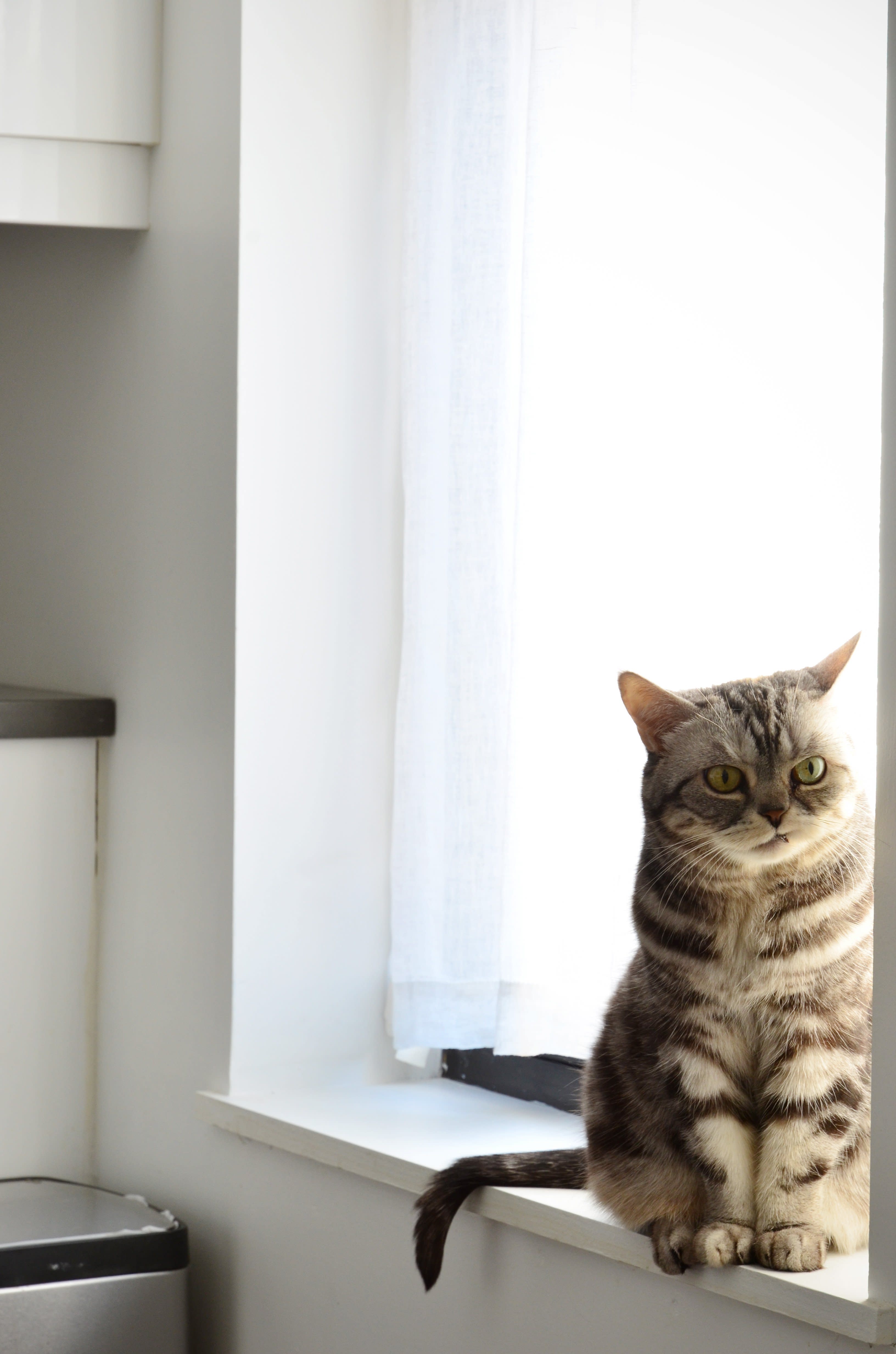 Tips for Keeping Cats Off Kitchen Counters | Apartment Therapy