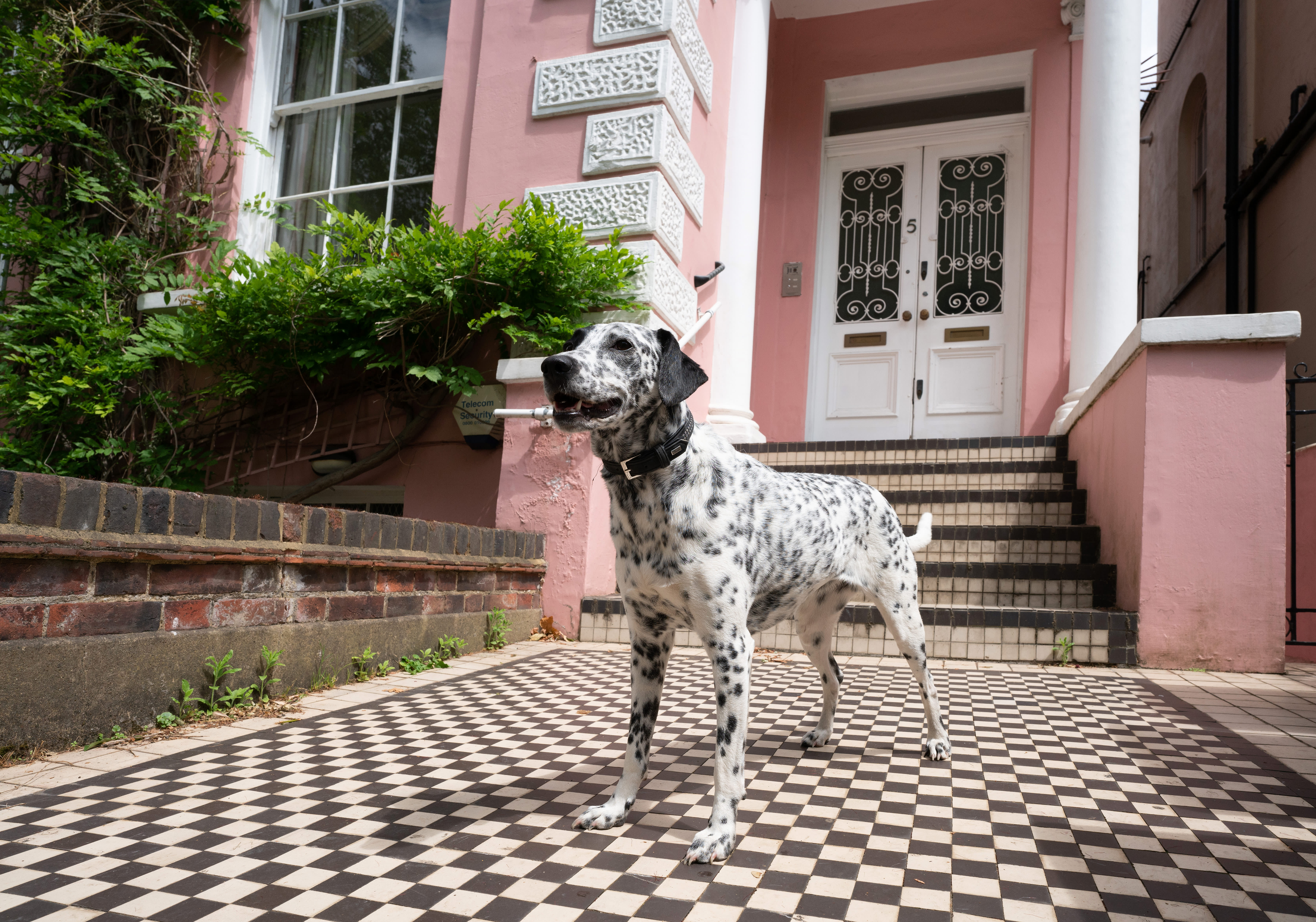 The London Pink House That Inspired 101 Dalmatians Is For Sale   Albertterrace Withdalmatian3