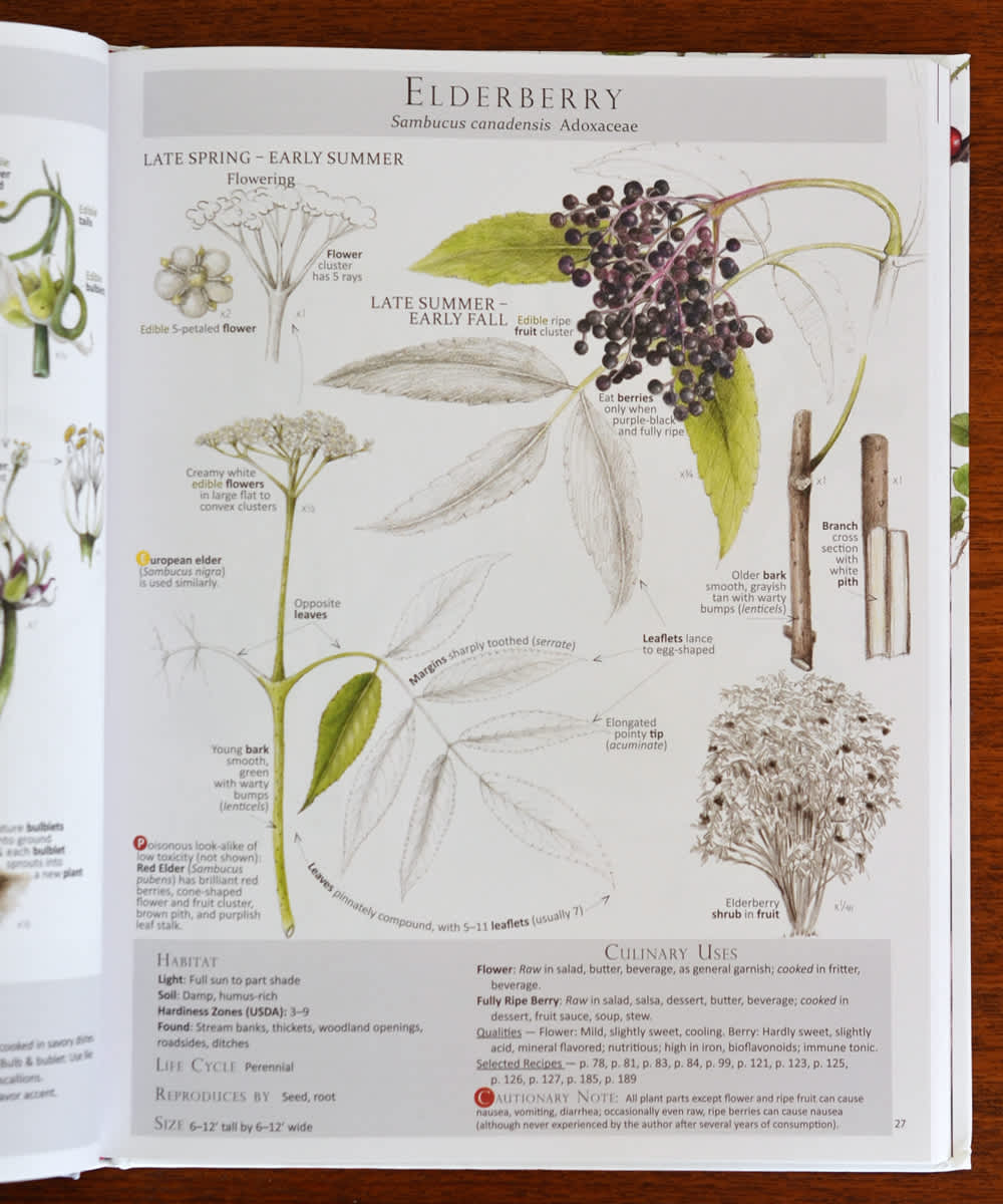 Foraging & Feasting: A Field Guide and Wild Food Cookbook ...