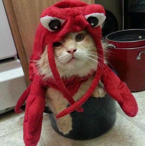 14 Fabulous Pets Dressed as FoodRelated Things for Halloween Kitchn