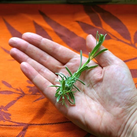 The Gin & Tonic 4 Fresh New Botanical Twists Straight Up Cocktails and