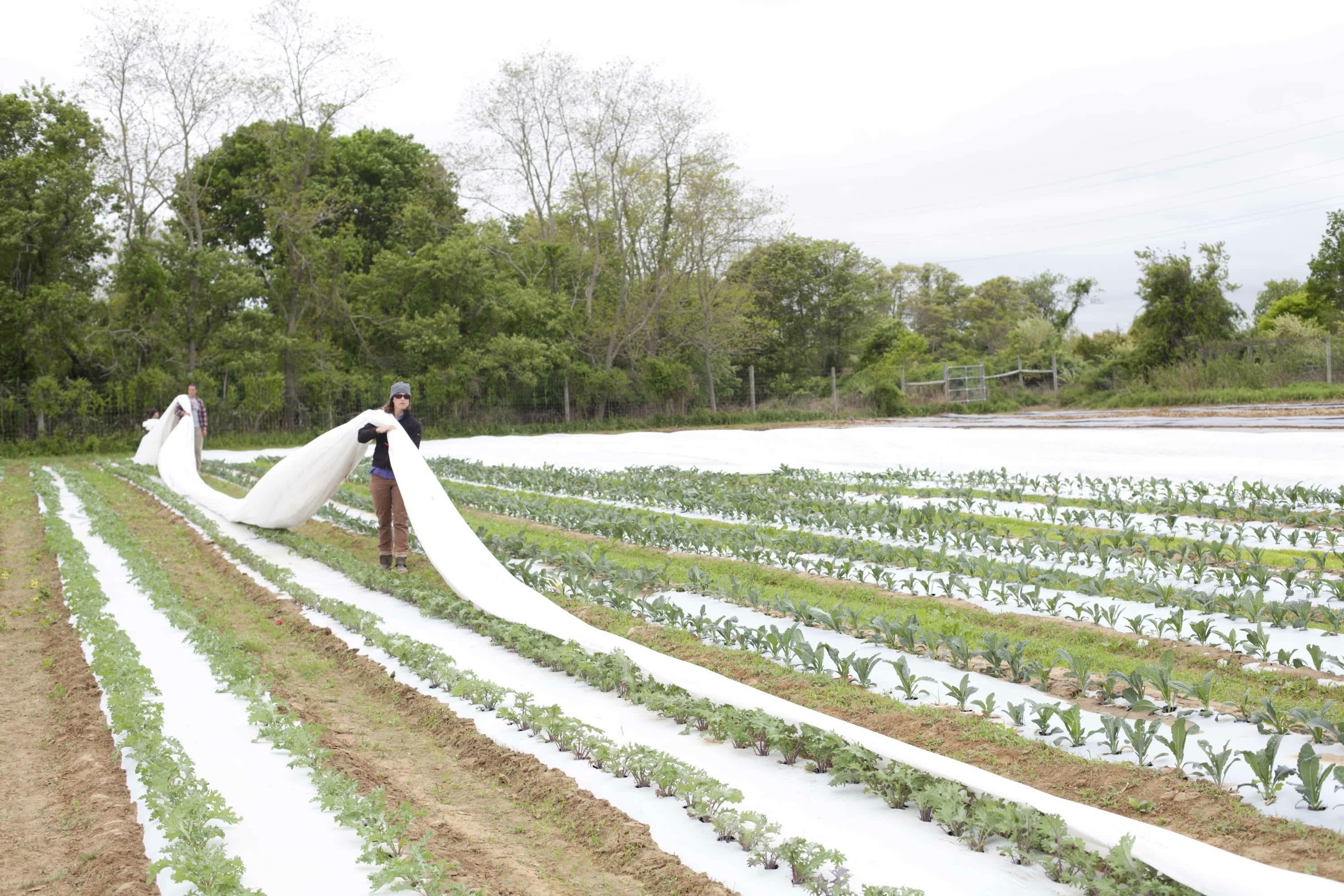 Get to Know Your Farmers: Katie Baldwin & Amanda Merrow of Amber Waves ...