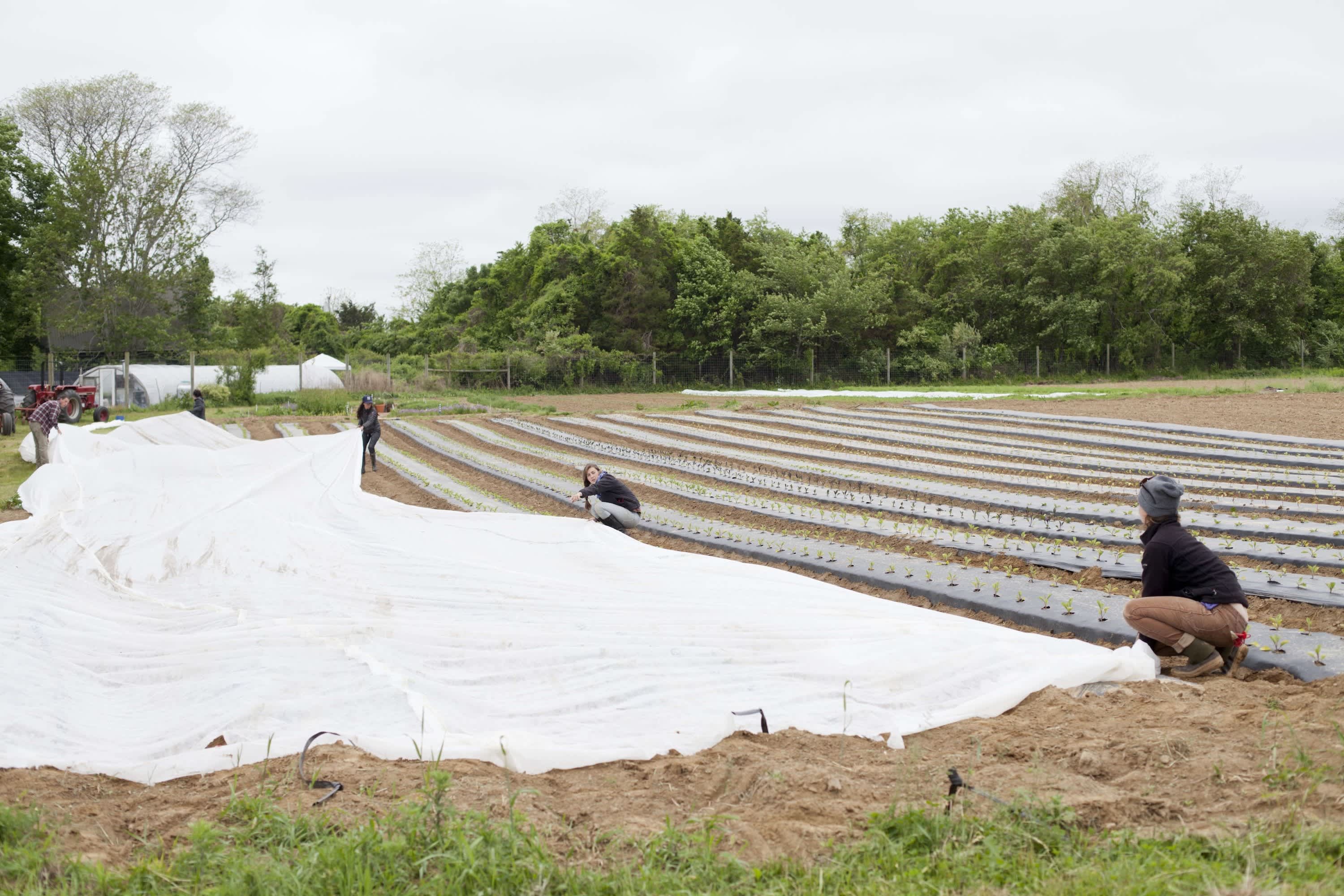 Get to Know Your Farmers: Katie Baldwin & Amanda Merrow of Amber Waves ...
