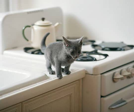 kitten on kitchen table