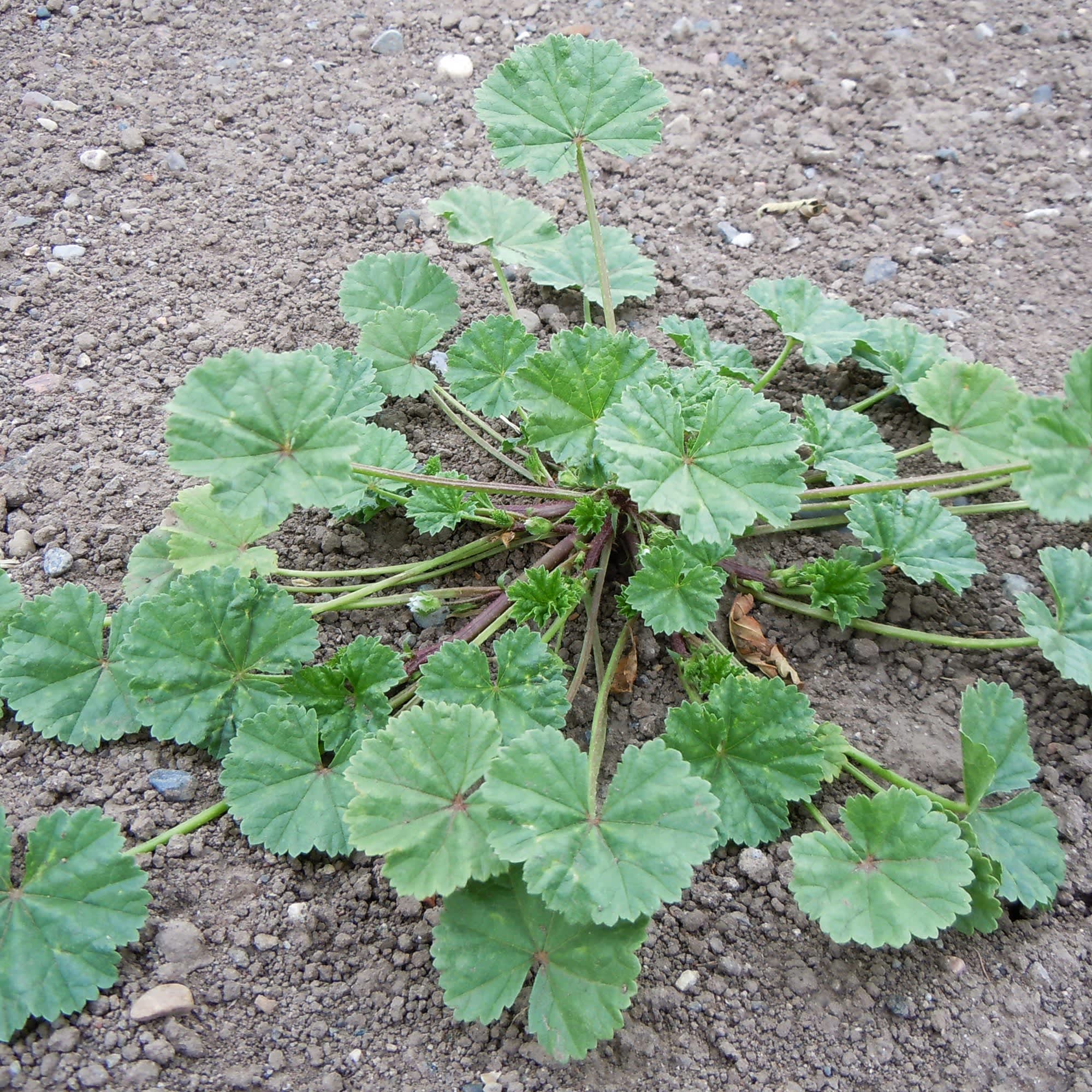 10 Edible Spring Weeds Kitchn