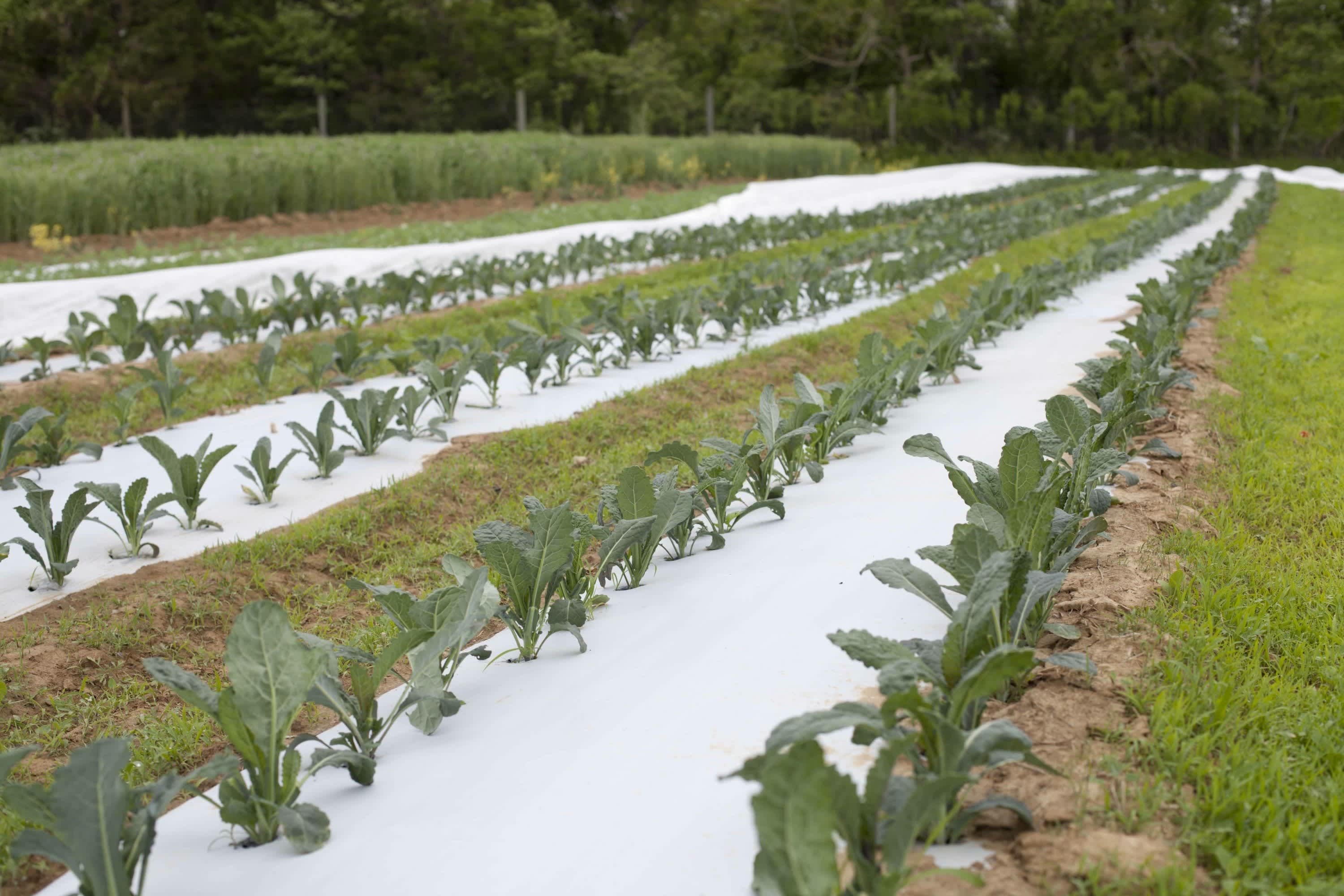 Get to Know Your Farmers: Katie Baldwin & Amanda Merrow of Amber Waves ...