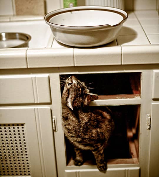 Kittens in the Kitchen! A Cuteness Break for Your PostHoliday Tuesday