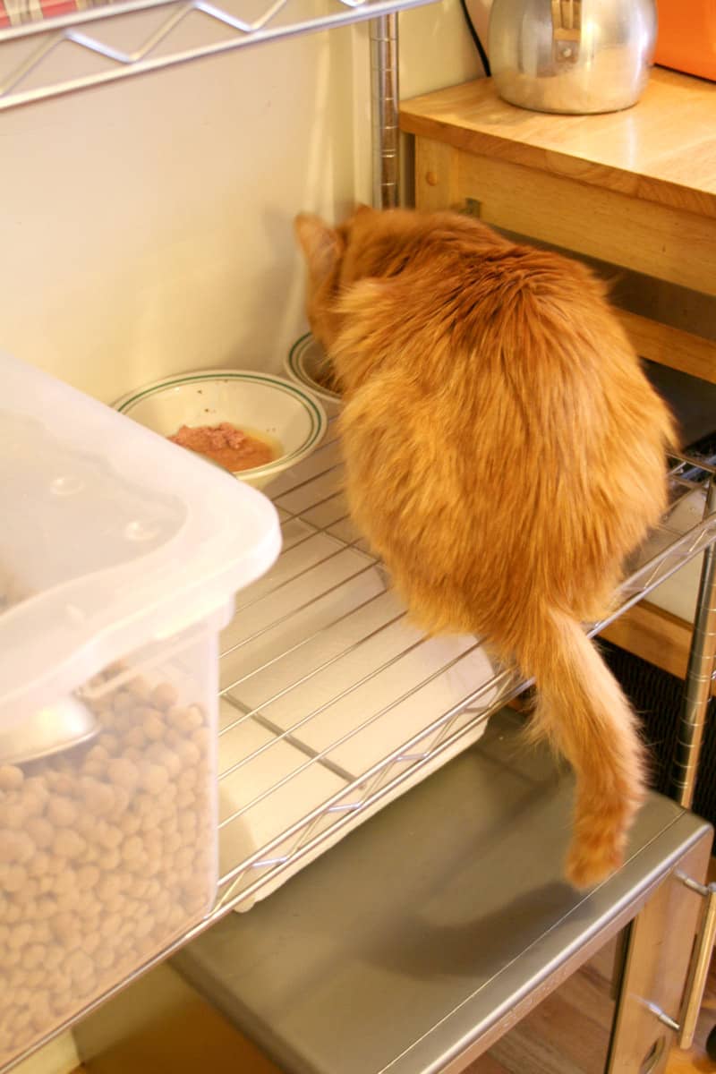 15 Adorable Pets Who Make Their Kitchen a Happier Place Kitchn
