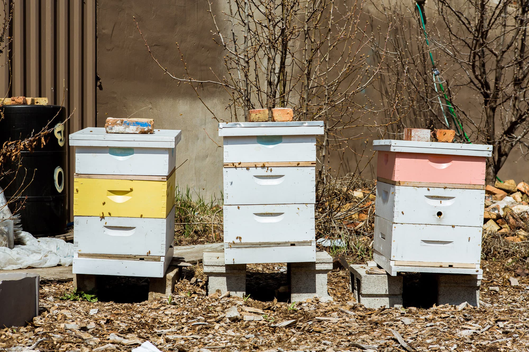 A Visit with Jana Kinsman of Bike a Bee Building Hives & Sharing Honey