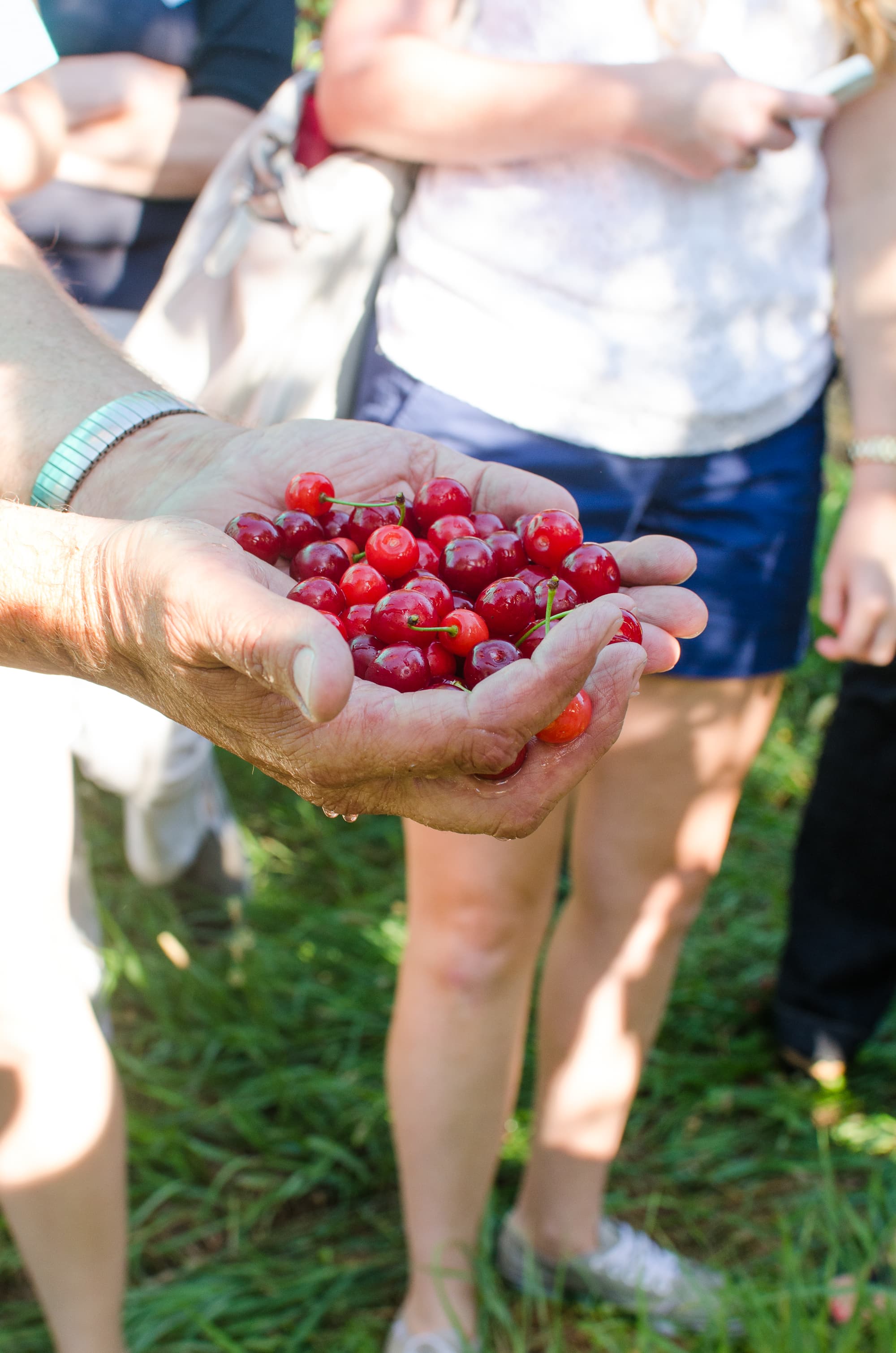 How Tart Cherries Are Grown in Michigan And Why You Should Look for