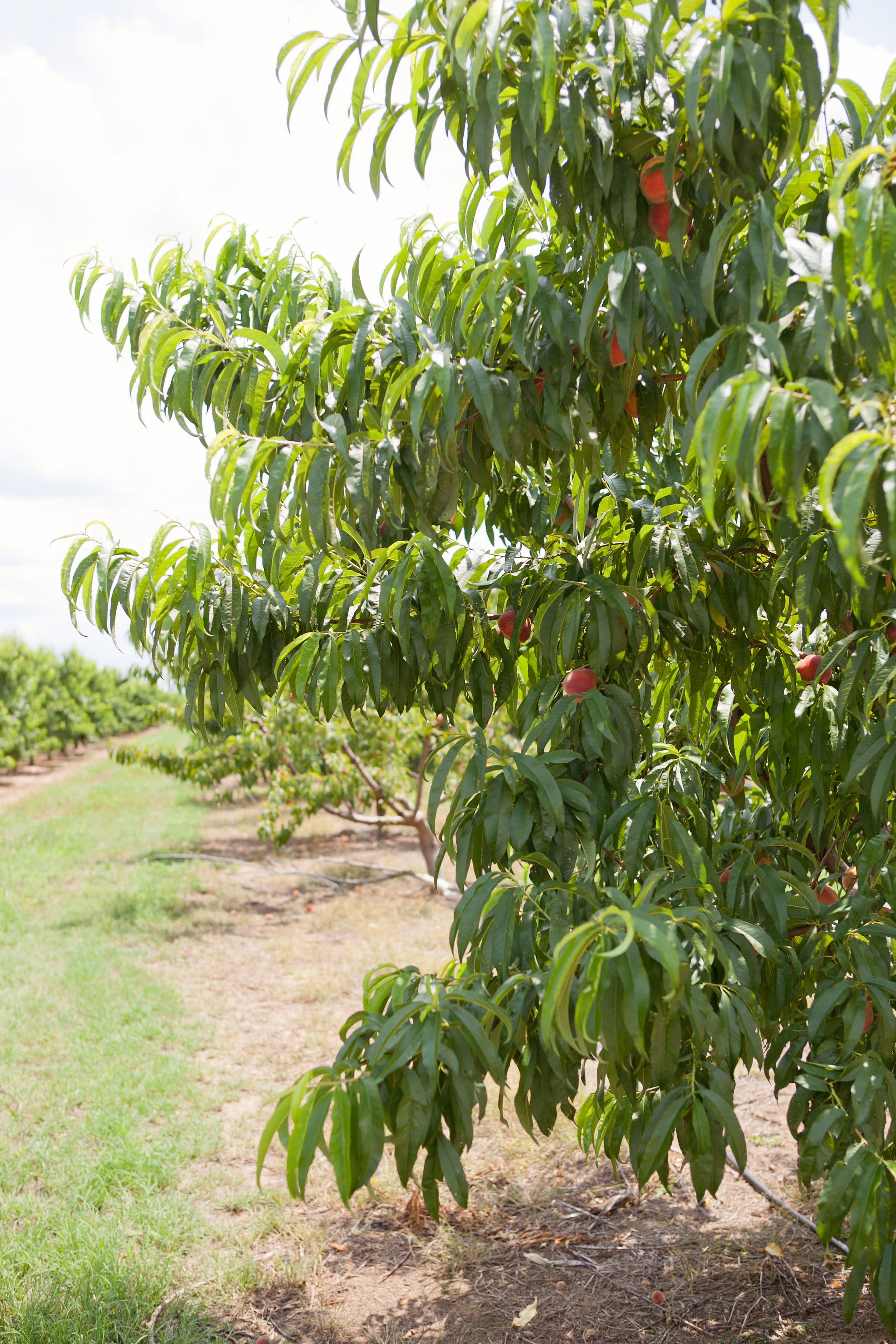 The Story of Lane Southern Orchards, Growing Peaches in for 107