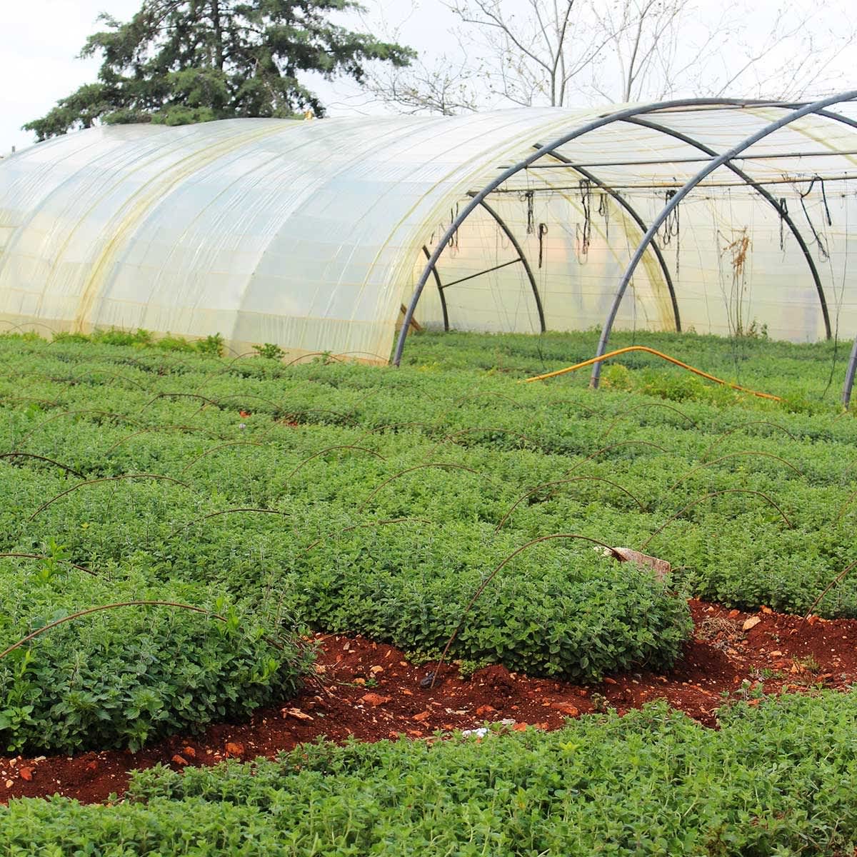 Taming the Wild Thyme A Visit to a Za’atar Farm in Lebanon Kitchn
