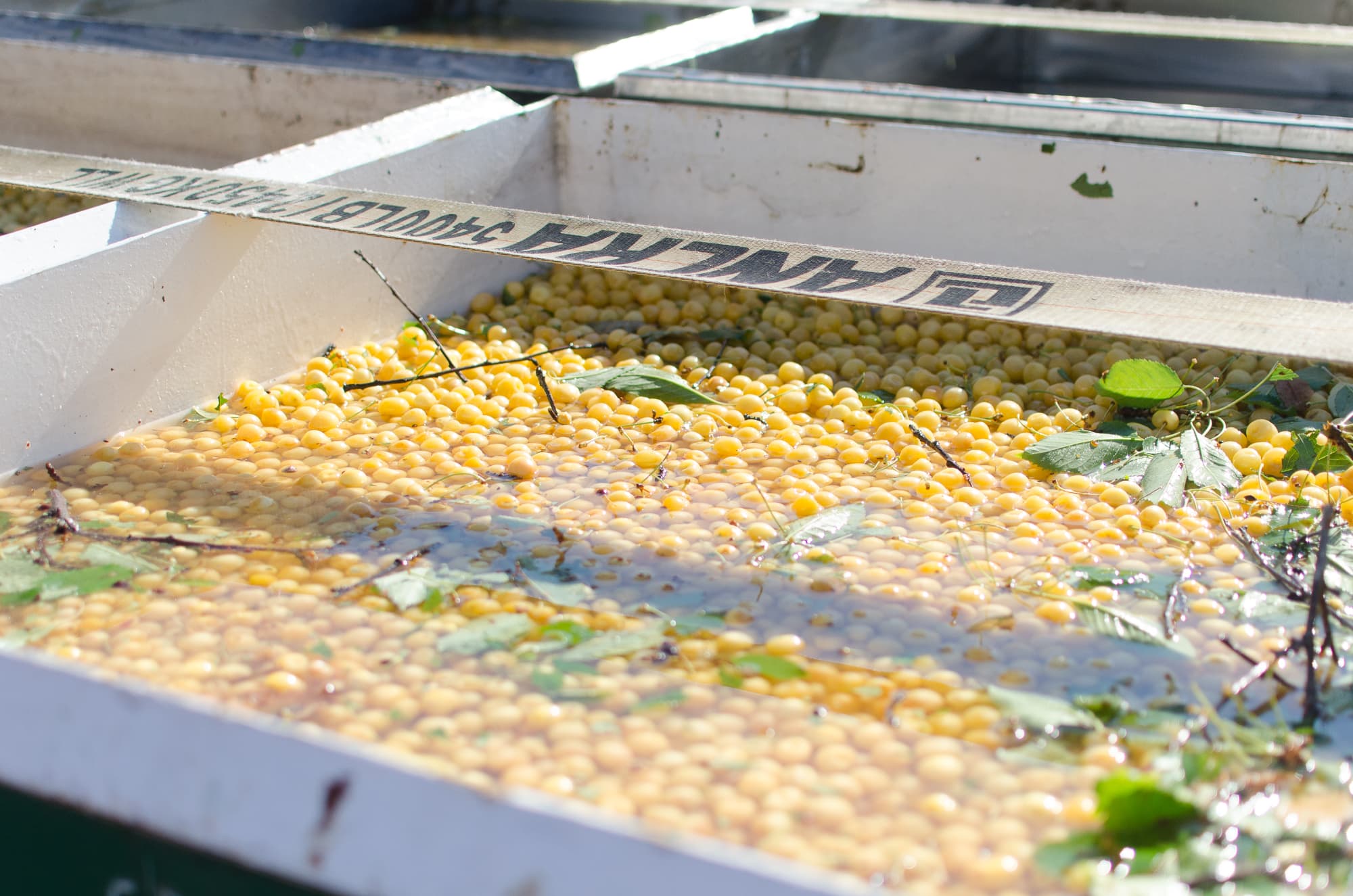 How Tart Cherries Are Grown in Michigan And Why You Should Look for