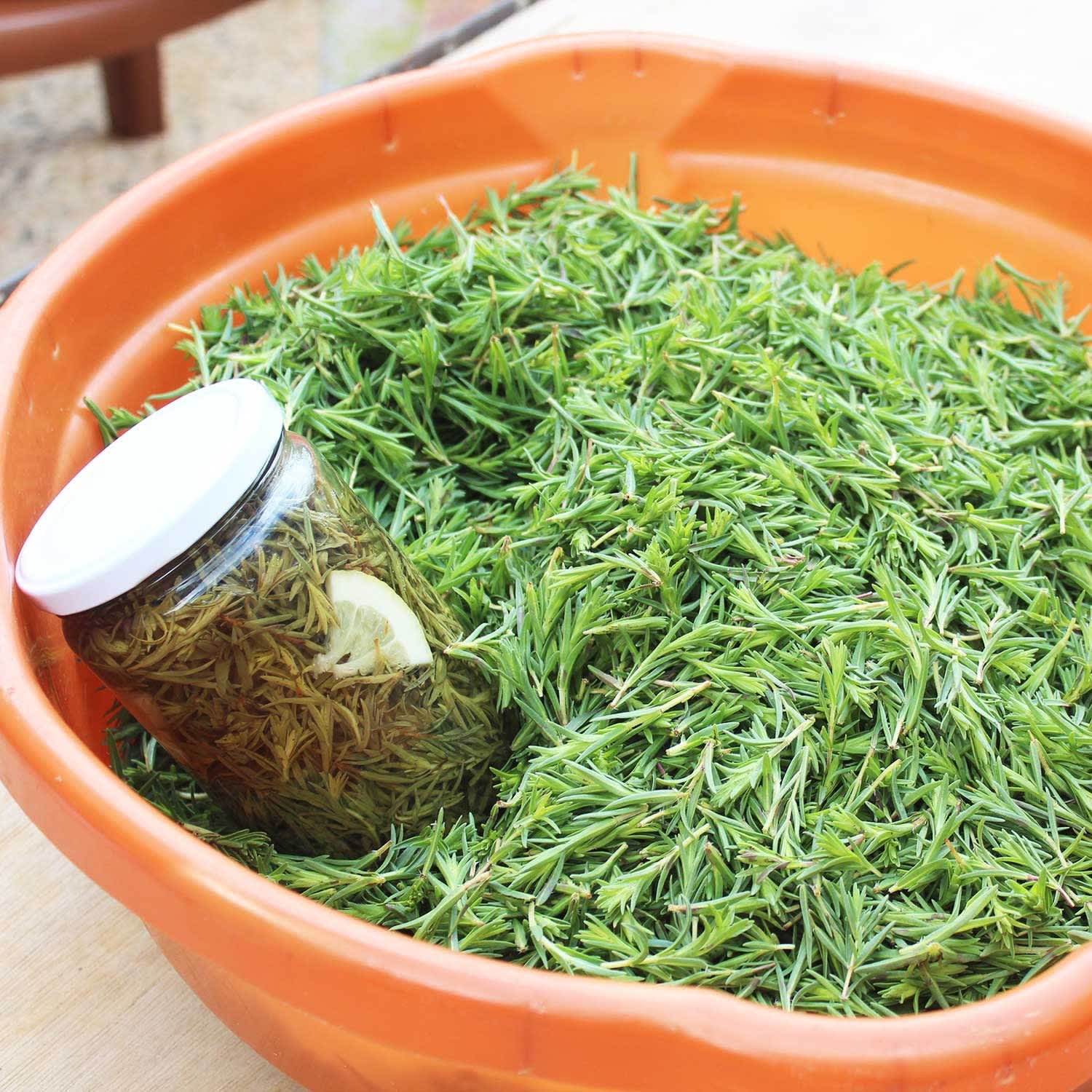 Taming the Wild Thyme A Visit to a Za’atar Farm in Lebanon Kitchn