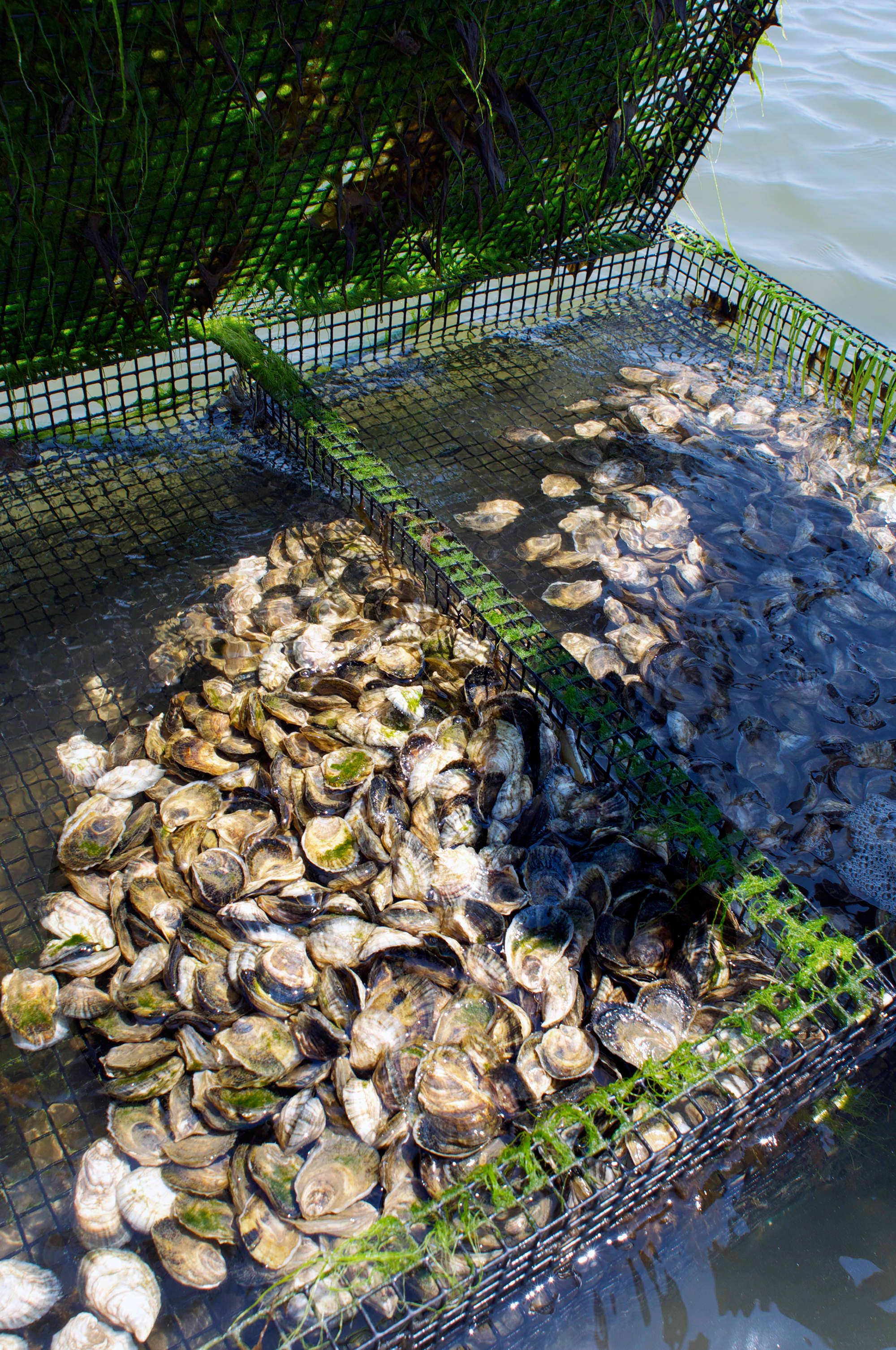 How Oysters Are Grown A Visit to Island Creek Oysters in Duxbury