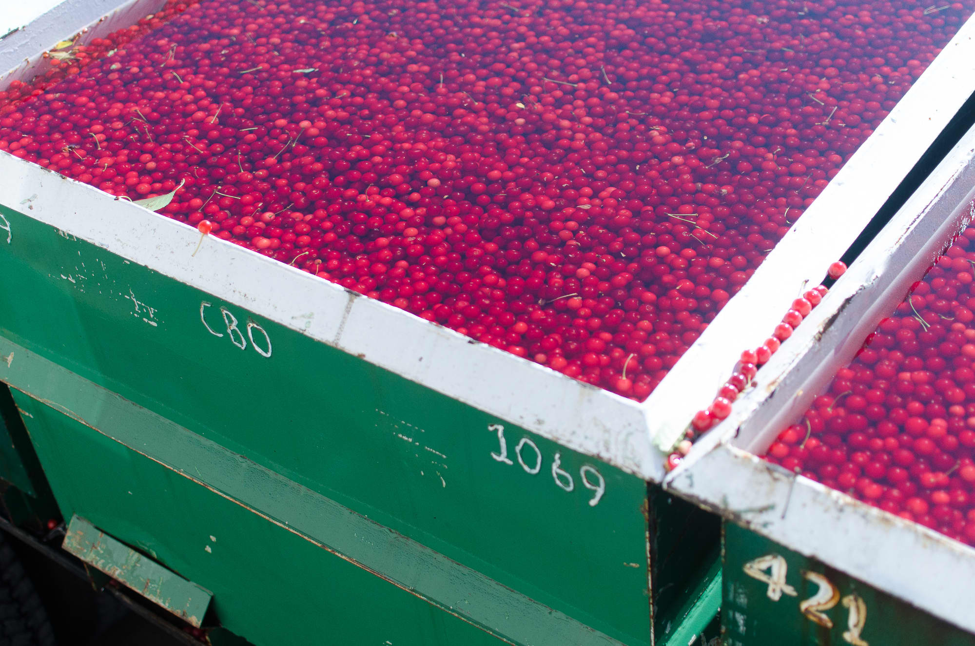 How Tart Cherries Are Grown in Michigan And Why You Should Look for