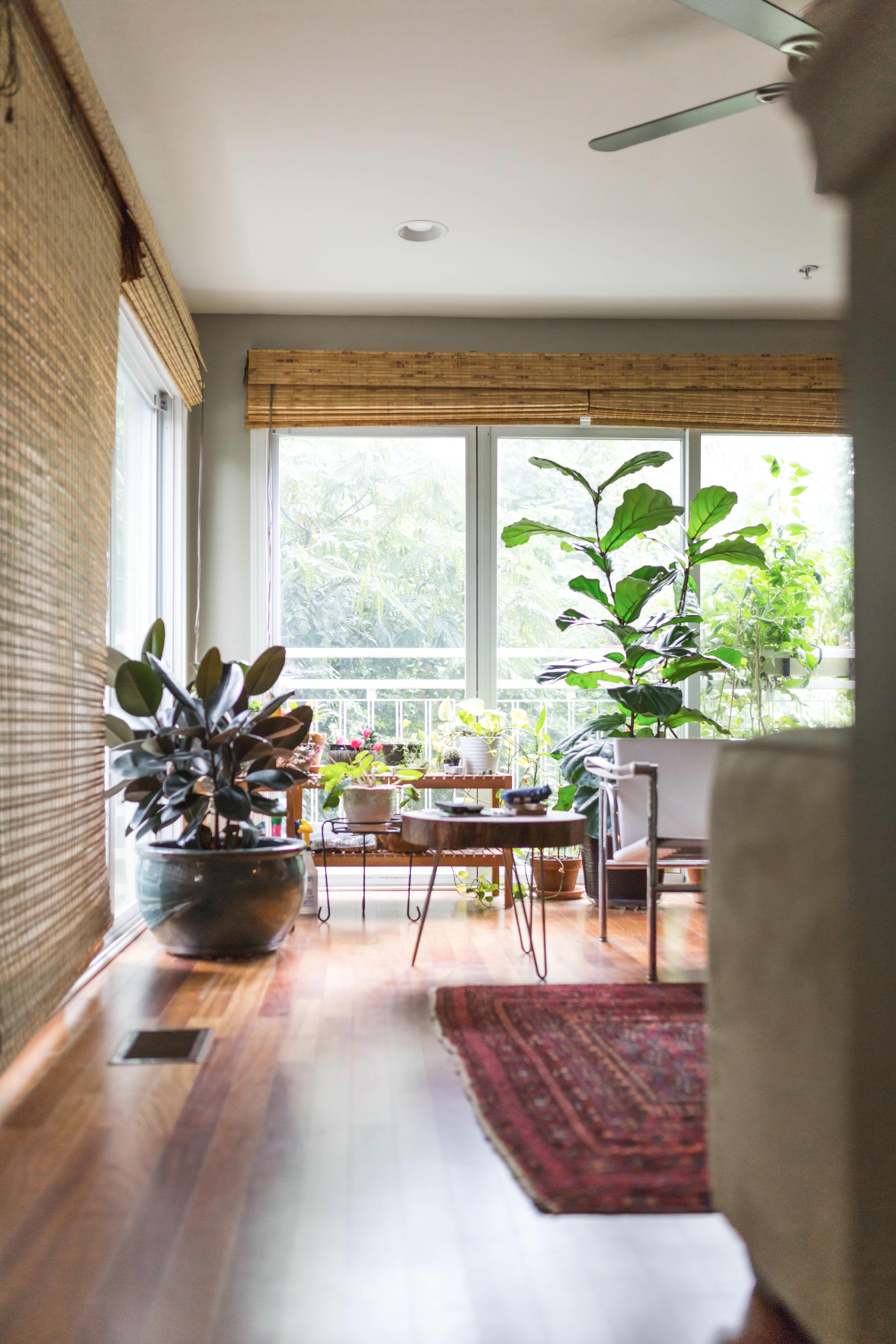 House Tour: A Plant-Lover's Paradise North Carolina | Apartment Therapy