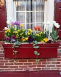 Window box with purple, white, and orange tulips, yellow daffodils, and pansies against a brick wall.