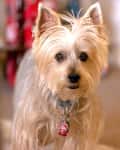 Australian Terrier dog portrait