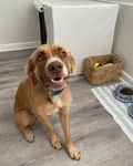 Brown dog sitting on gray floor near a covered crate, basket with toys, and blue patterned food bowls on a striped mat.