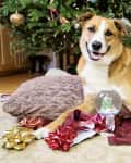 Dog lying on a pillow with a snow globe, surrounded by gift wrap and presents under a decorated Christmas tree.