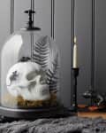 Skull under glass dome with black rats, ferns, candle, and book on dark surface.