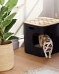 Cat emerging from a black litter box next to a potted plant and dark sofa in a living room.