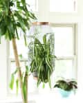 Hanging spider plant in a white mesh planter with a copper rim, near a large indoor tree and a potted plant.