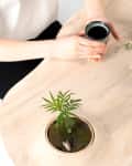 Person holding a black cup at a wooden table with small potted plants.