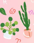 Illustrated houseplants with zodiac symbols on a pink background.