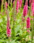 Bee on a pink Veronica spicata flower spike in a garden.
