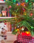 Dog sitting by a decorated Christmas tree with colorful lights, in front of a bookshelf filled with books.