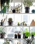 Shelves filled with various potted plants, including cacti, ferns, and succulents, against a window backdrop.