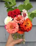 Hand holding a mason jar with vibrant zinnias in red, pink, orange, and white, against a gray background.