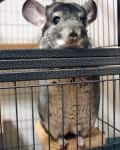 Chinchilla standing on a wooden platform inside a metal cage.
