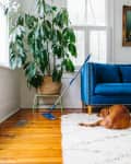 Large plant beside blue sofa, dog resting on white rug, and mop on wooden floor.
