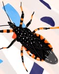 Illustration of a black and orange insect with long antennae on a colorful abstract background.