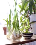 Green onions and celery regrowing in water-filled jars on a sunlit windowsill.